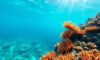 Snorkeling the Belize Barrier Reef: Top Locations and Wildlife
