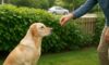 Bark Control Techniques: Proven Ways to Manage Dog Noise