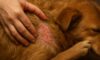Flea Control for Pets: Essential Tips for Autumn Prevention