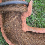 Tree Roots in Drains: Addressing Sutherland Shire’s Issue