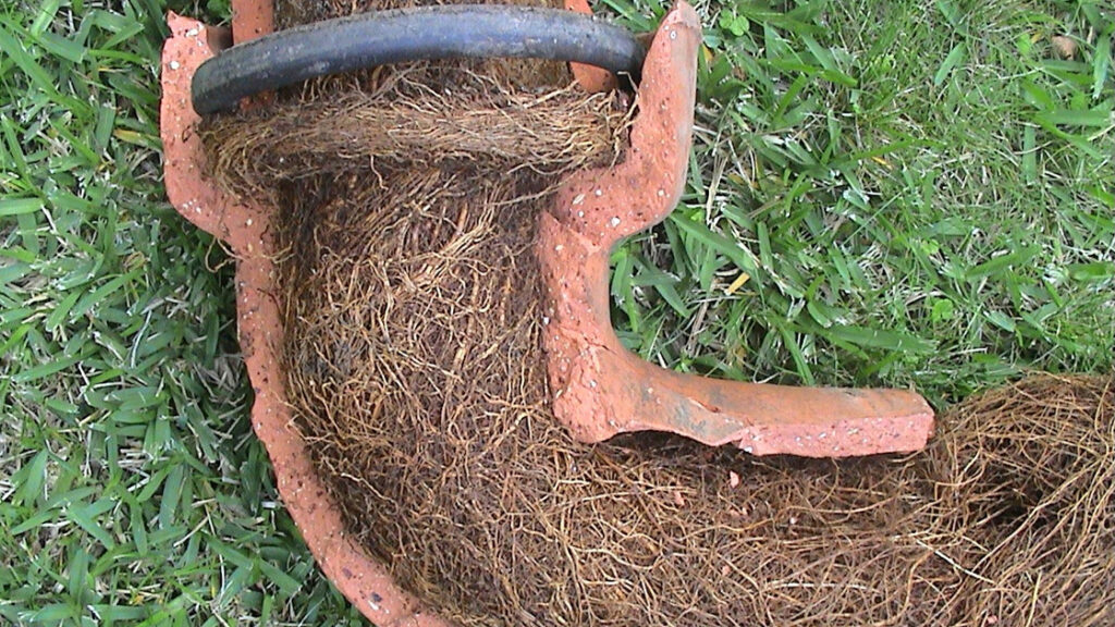 Tree Roots in Drains: Addressing Sutherland Shire’s Issue